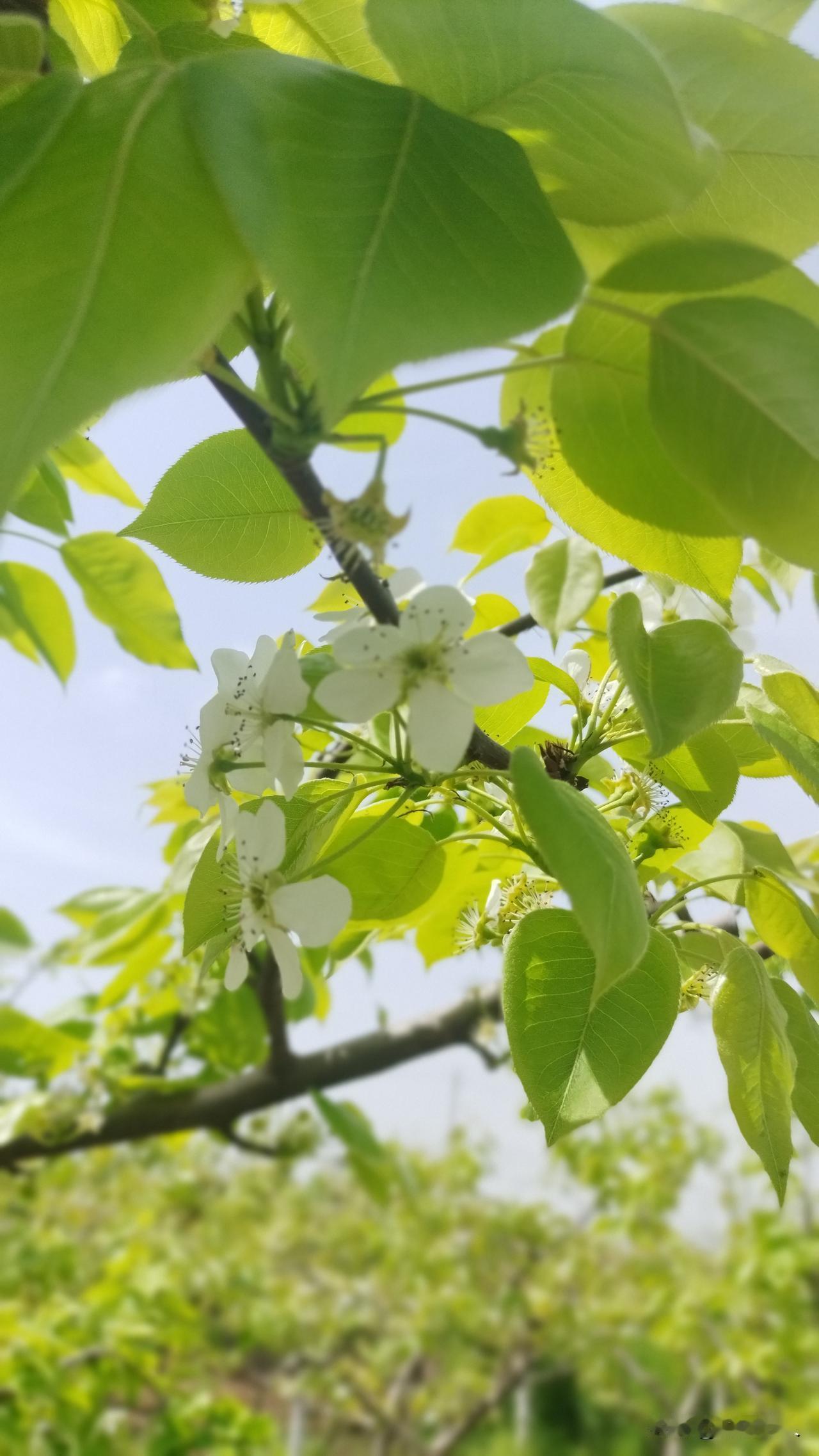 清明假期上坟祭祖，同时春日烂漫开启赏花踏青模式，各地人从众。
     昨天一早
