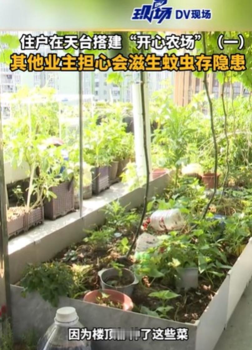 广东广州，一位业主到楼顶，看到周围净是菜，蚊子呼呼扑来，他非常不悦，那位大叔，还