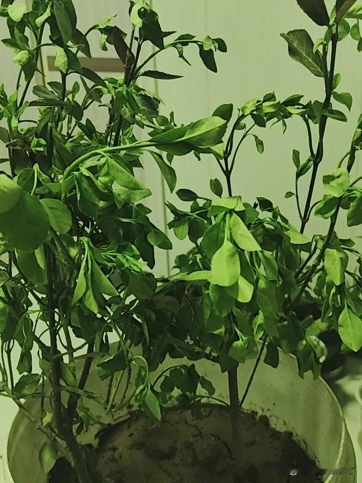 今天去赶集，看见有个人卖车厘子树苗，才8元一棵，15元两棵。我和朋友一听，非常的