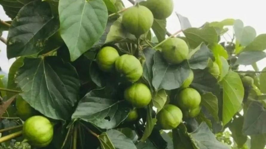 桐油的光辉远不止于往昔
看完桐油在近代中国的传奇经历，不禁想到老家那些木房子。老