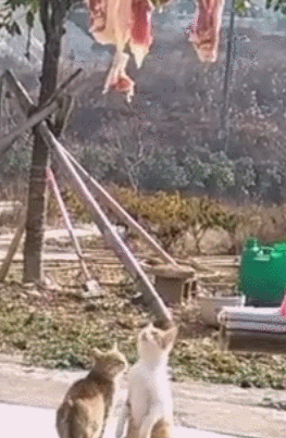 猫猫：靠本事搞点肉吃，有什么问题 