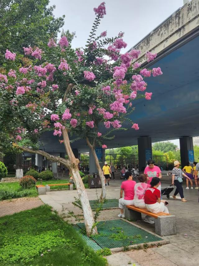 夏日的紫薇笑盈盈，微风轻拂，散发着若有若现的淡雅气息。
紫薇花之美，如诗如画，一