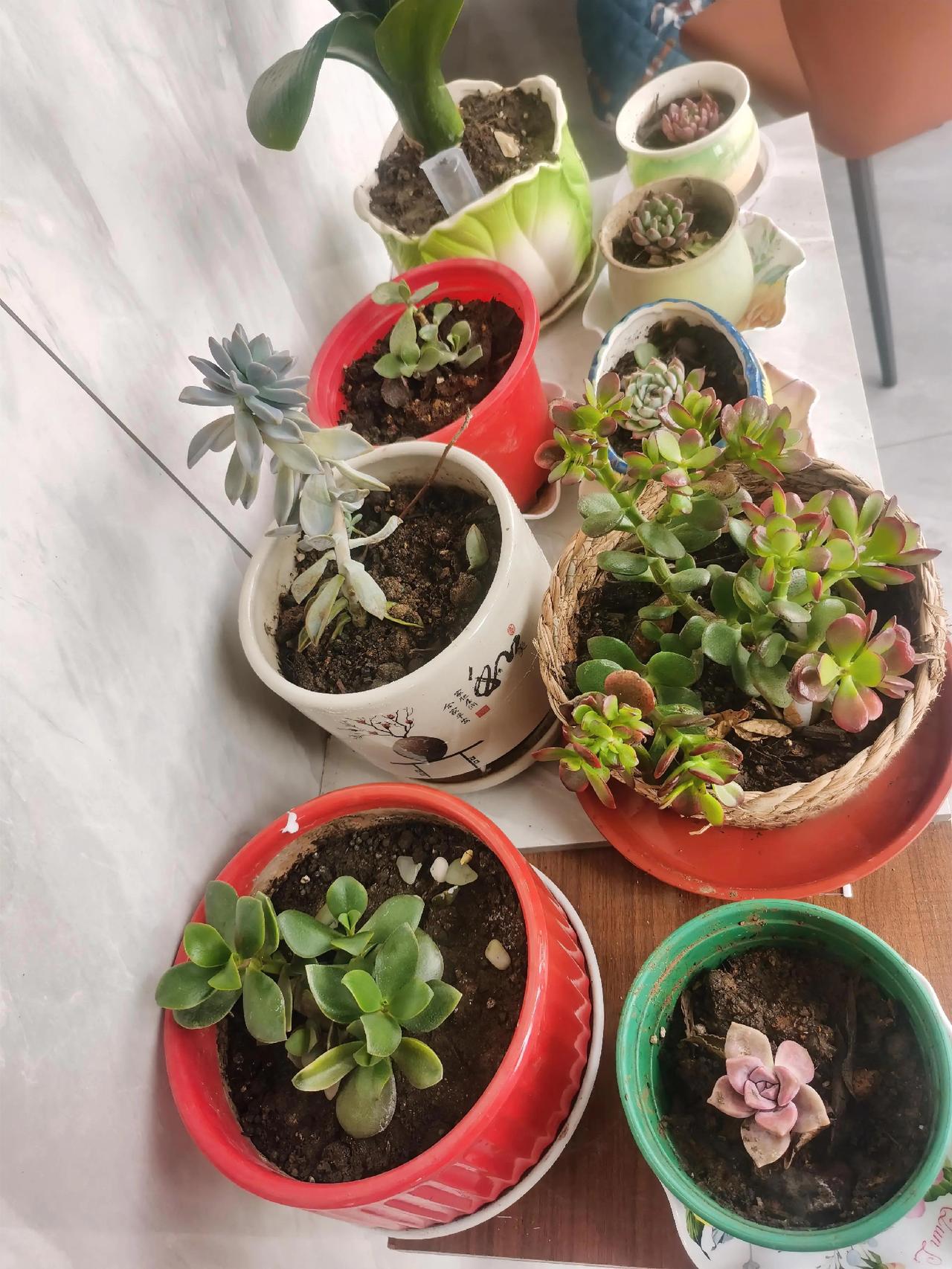 喜欢花花草草，喜欢春天三月的阴雨绵绵，来不及拥抱春暖花开，人间最美四月天悄然而至