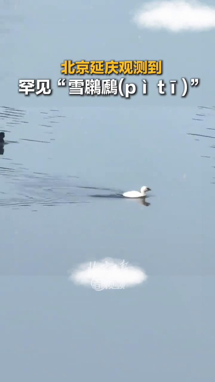 北京延庆观测到罕见雪䴙䴘(piti)。
北京日报看视视频。
罕见"雪鹏(piti