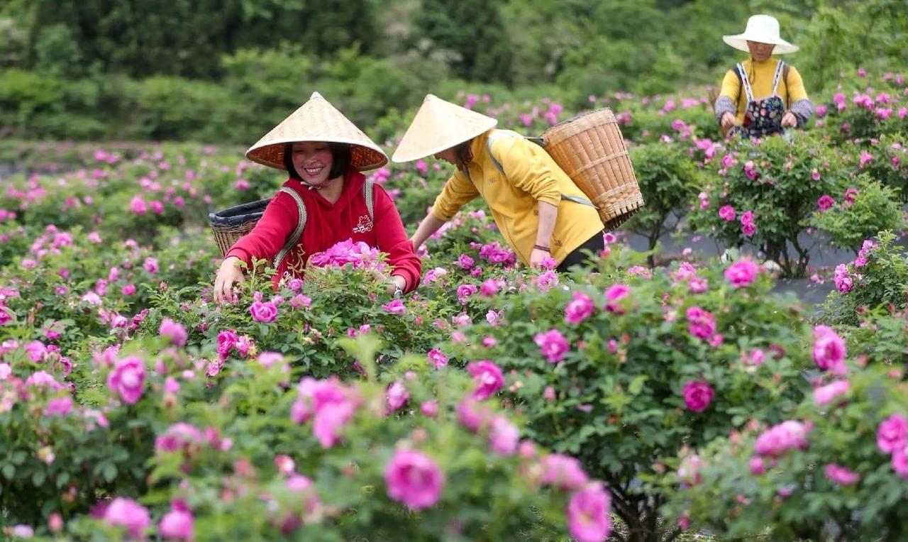 采桑子 · 采玫瑰花蕾
 
庭前晓露凝芳蕊，轻捻花枝。慢撷娇姿。串串丹霞落竹箕。