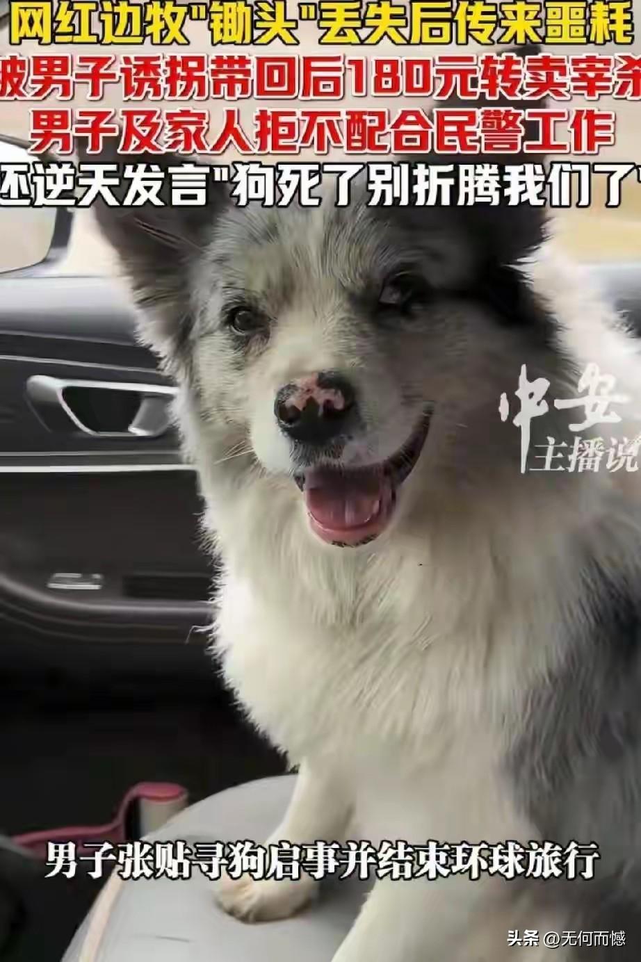 这条名叫“锄头”的、拥有100多万粉丝的网红边牧，被这对中年夫妻偷走后，便以18