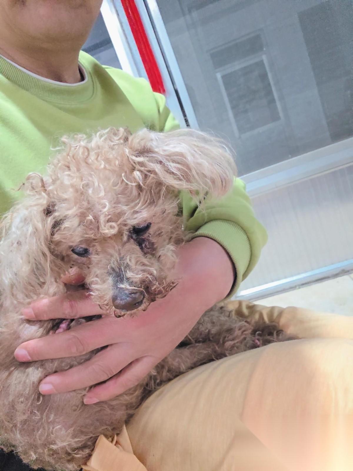 昨天晚上就这样抱着它，一直到凌晨四点……
昨晚9点起，浑身颤抖，无法站立，浑身软