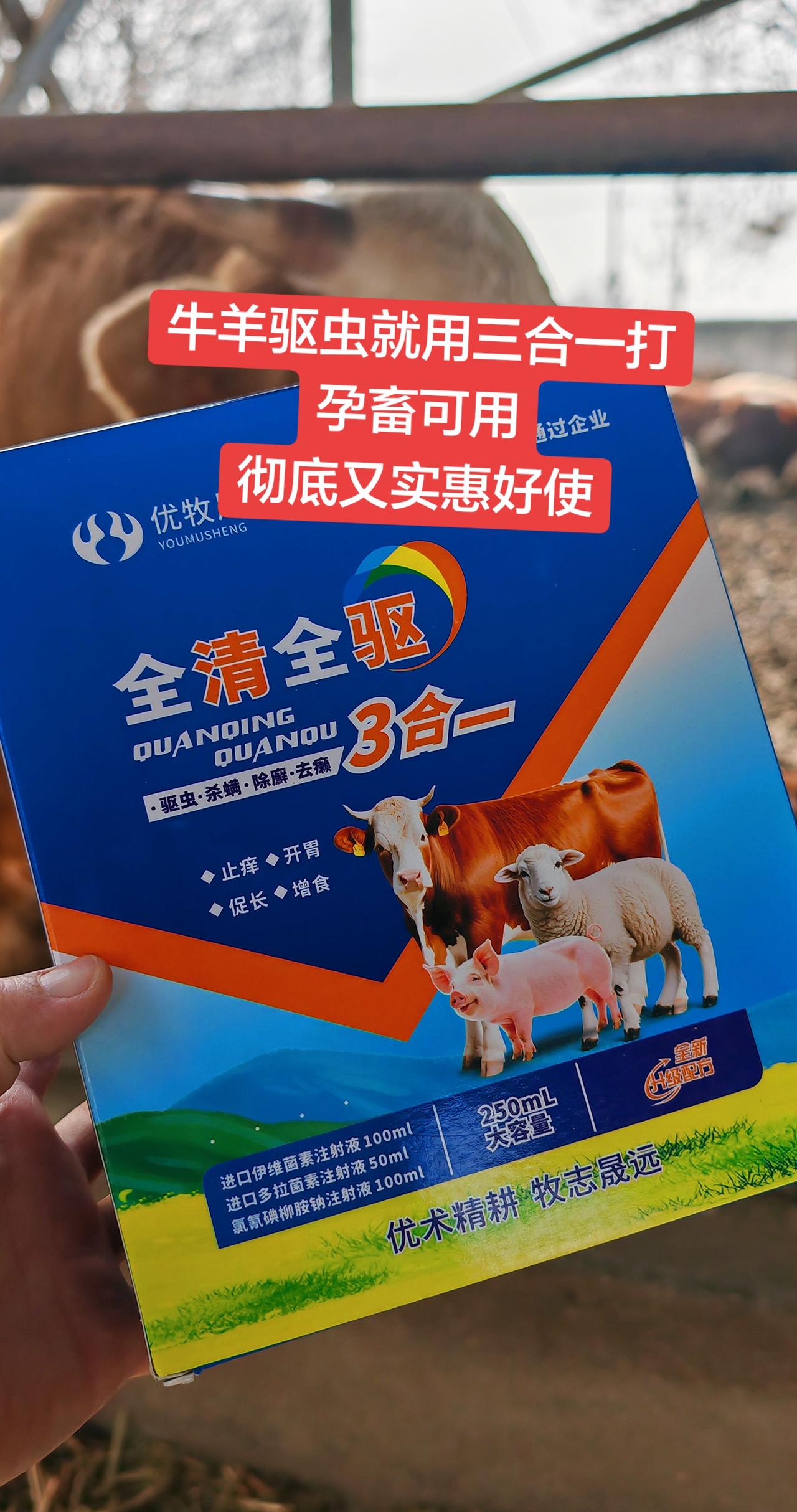 养牛人 牛羊养殖 农村养羊