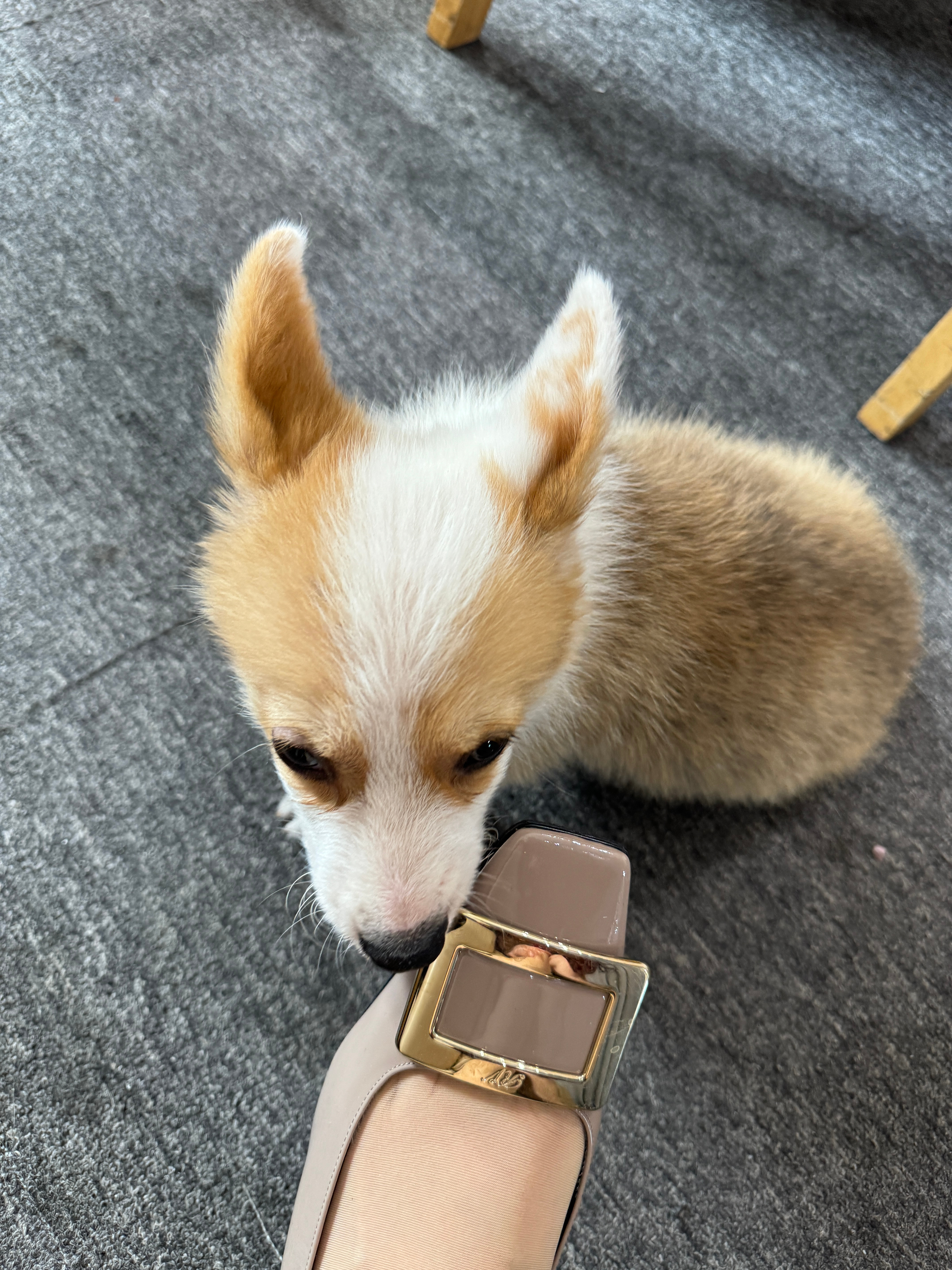 嘎啦巴西，想给它麻辣鲜香 