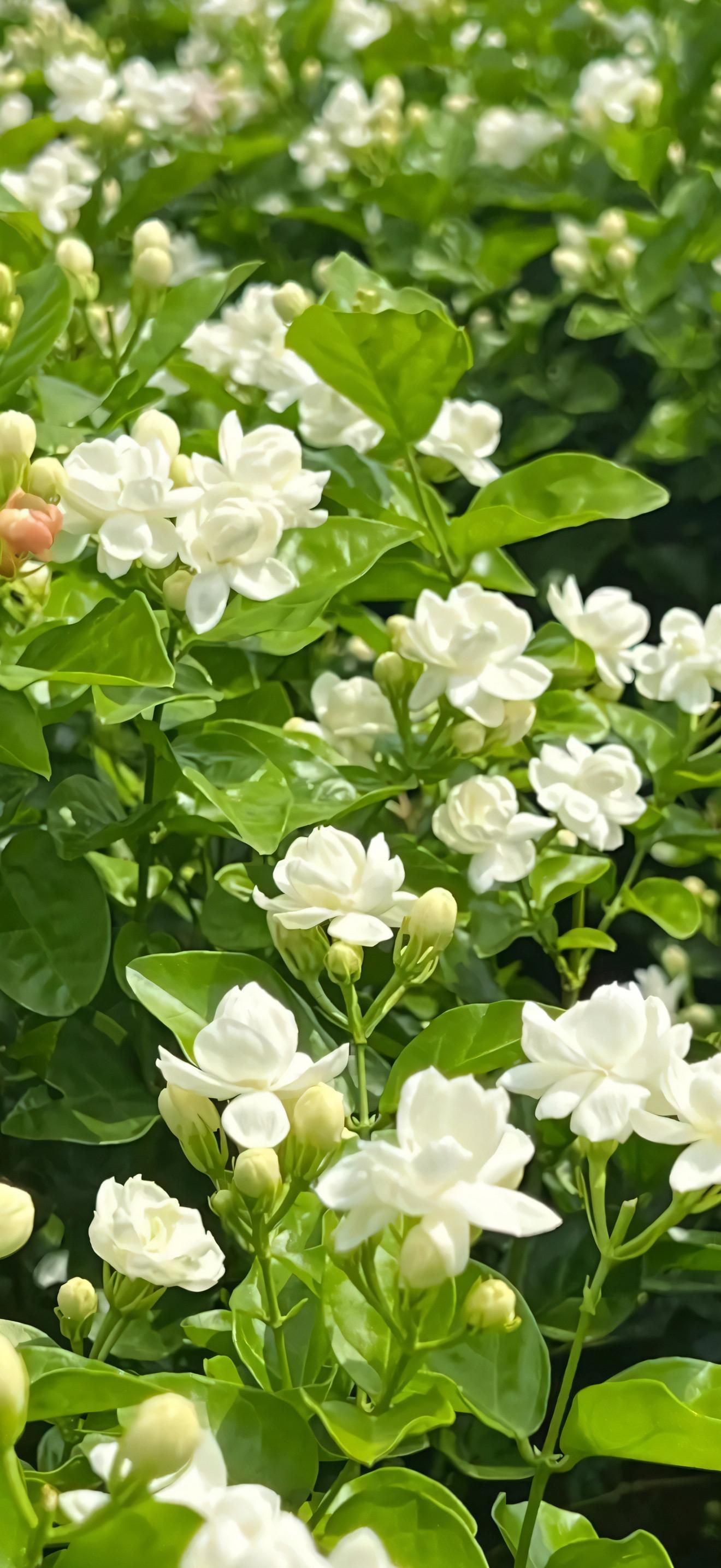 花儿花儿为谁开。花儿说：“她为一个人等待”
