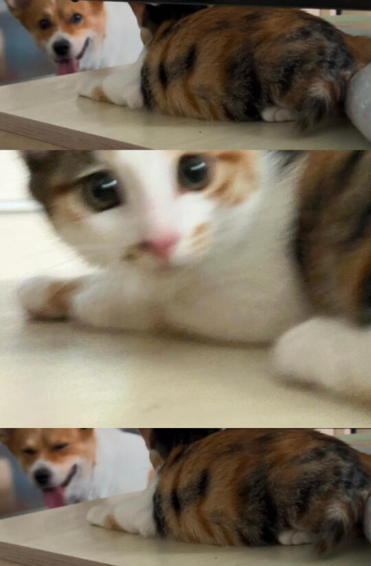 肉松面包