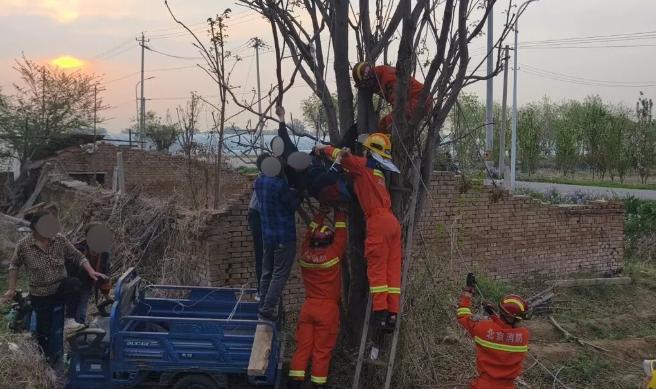 万万没想到！北京顺义，一位早起准备下地的村民，凌晨五点路过郊外树林，抬头一看，高