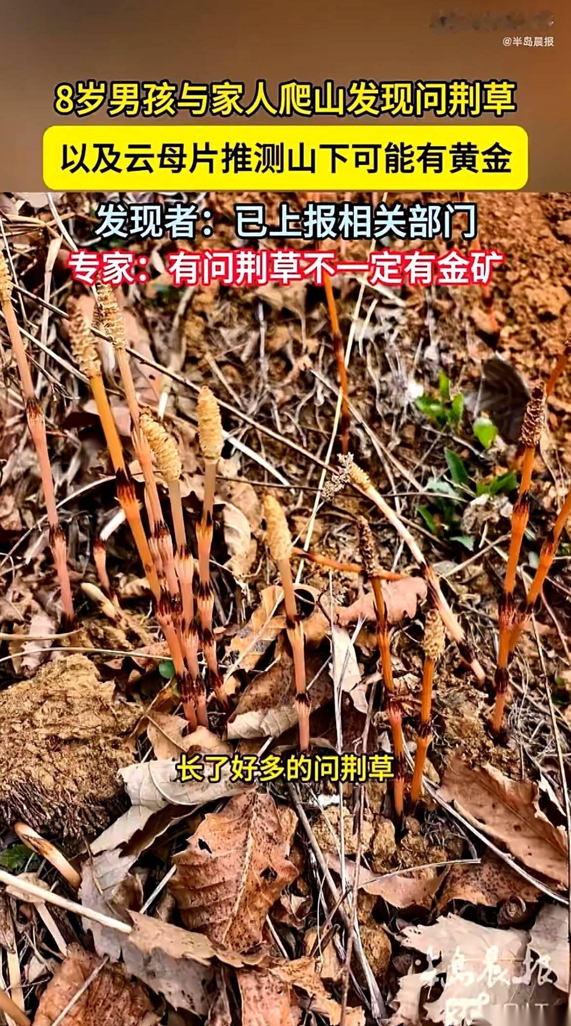 据半岛晨报的一则报道，大连庄河的一座野山眼下成了网友热议的焦点。大人们正蹲在泥地