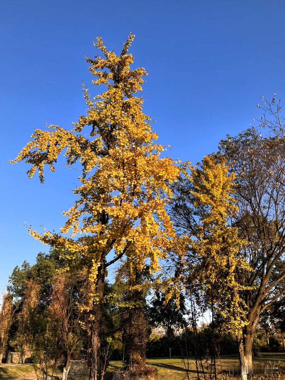 冬风无故吓鹅掌