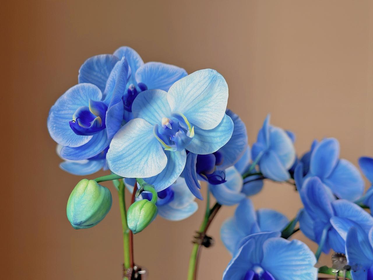 我的蓝精灵开花了～



记录我的2026晒图笔记大赛