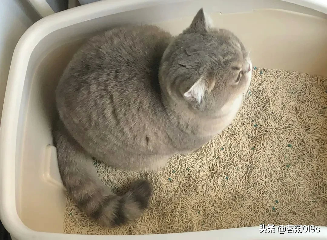 这只小猪咪360度怎么看都很圆，萌化了我的心巴...