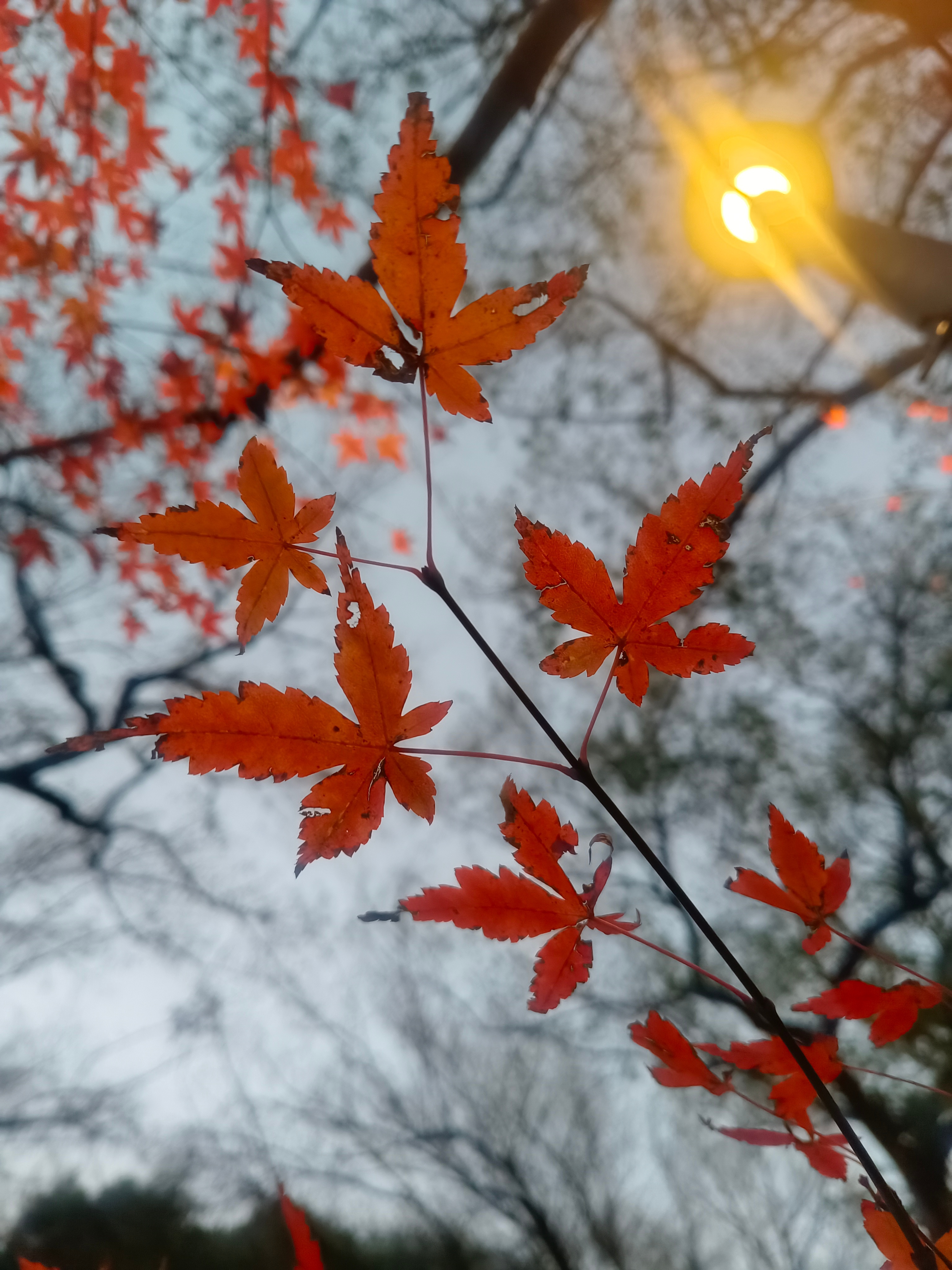 赶上晚高峰，等的车半天不来，站得腿都酸了，心里正烦躁得不行，一抬头，就瞅见路灯的