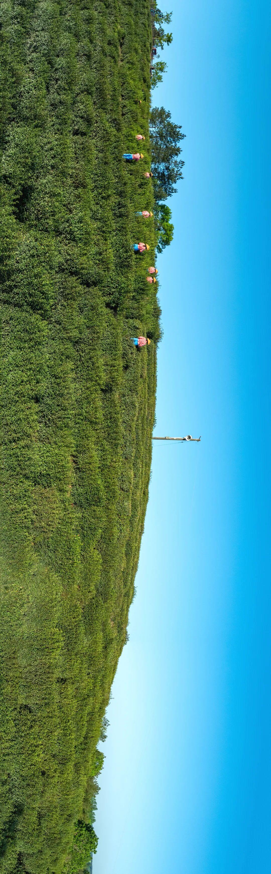 赴一山云雾：皖西灵叶，六安瓜片！
扎根大别山云雾茶山，取成熟壮叶，一口饮尽山野清