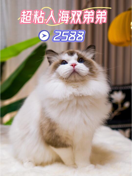 海双布偶猫弟弟，大体超粘人，还是小夹子！