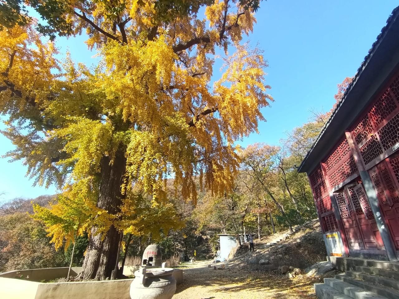 平邑海螺寺：千年银杏美景如画惹人醉
     海螺寺是山东省平邑县古刹之一。位于