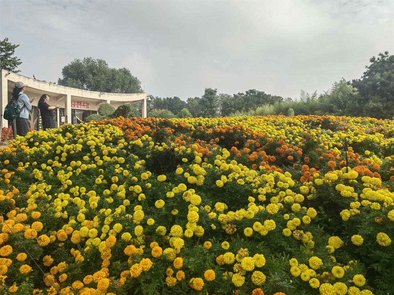 9月25日，中秋节当天，专门去西安植物园赏秋。
进门顺着水生植物区的木栈道晃，连