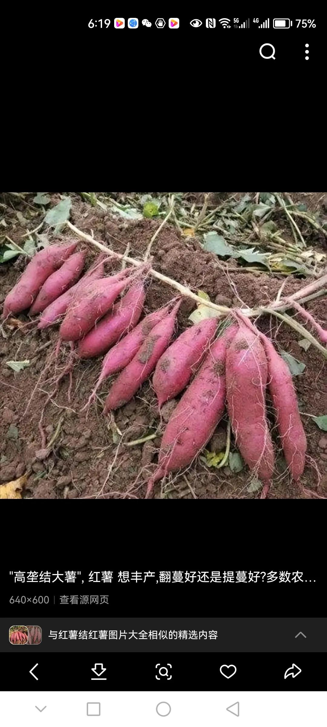 种植红薯给它提提蔓翻翻秧，一棵能结一大筐！