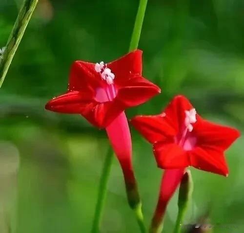 小花很漂亮，只是不知道它的花名……