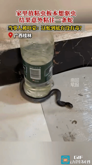 “意外惊喜！”广西桂林，一网友在家里地板上放粘虫板本来是想除虫的，结果去看，发现