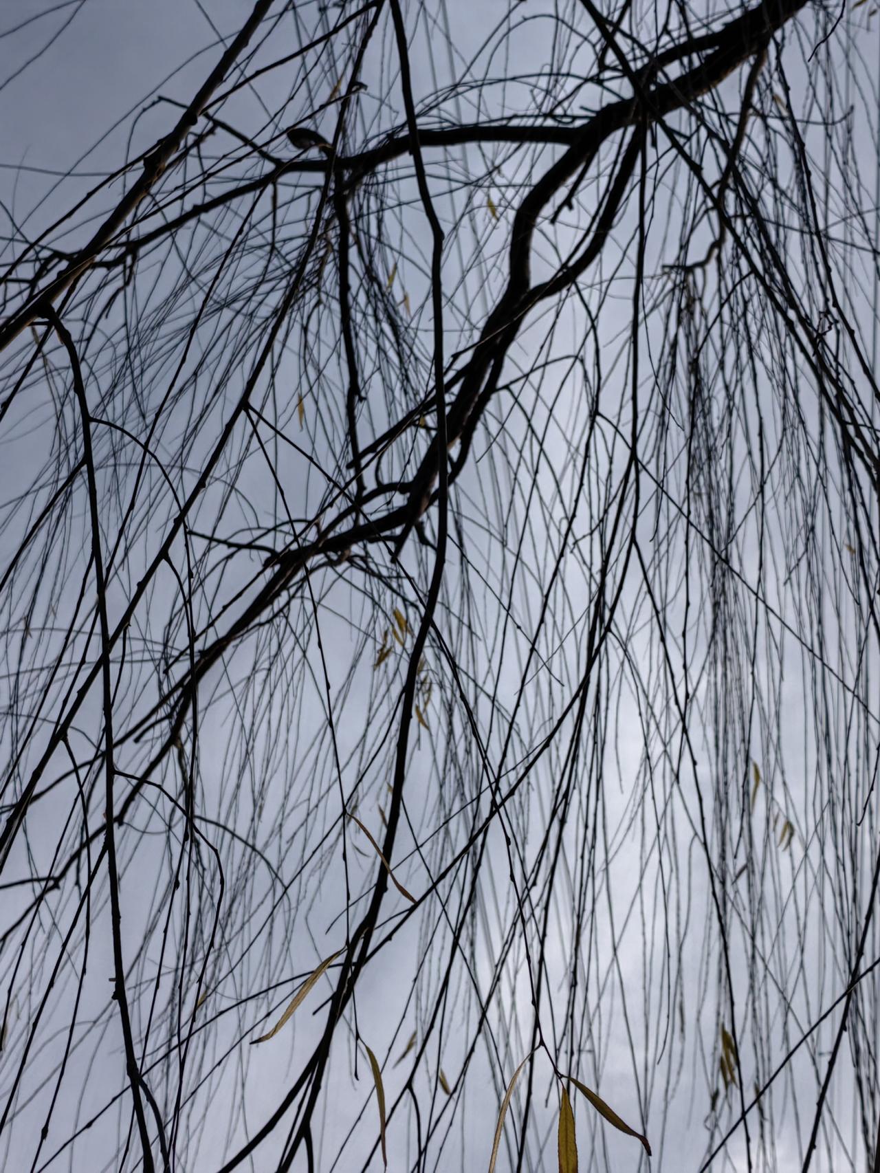 吴三桂手握关宁铁骑，崇祯帝诏令勤王却拖延不动，有人解释为崇祯帝多疑残忍，吴三桂怕