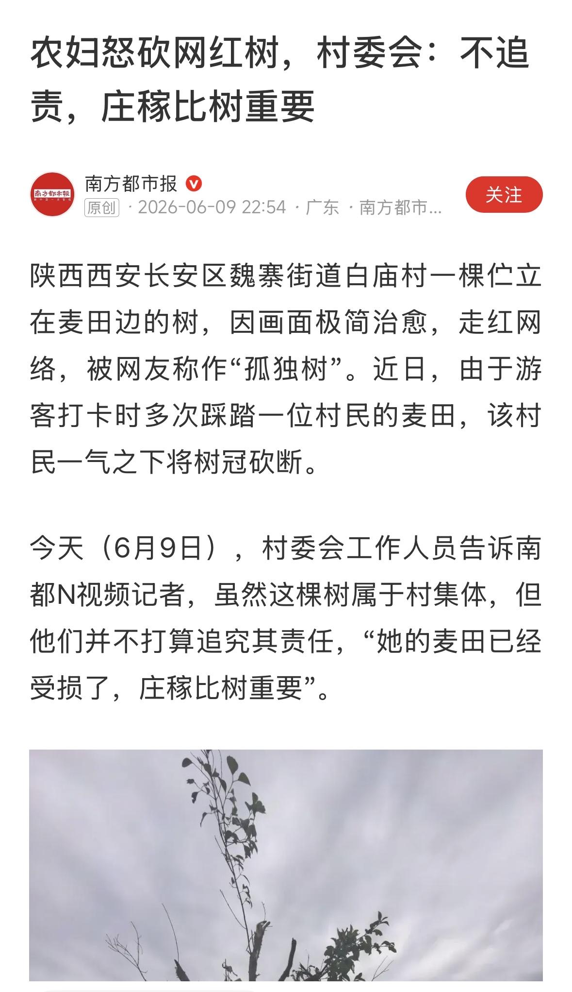 树，更孤独了！