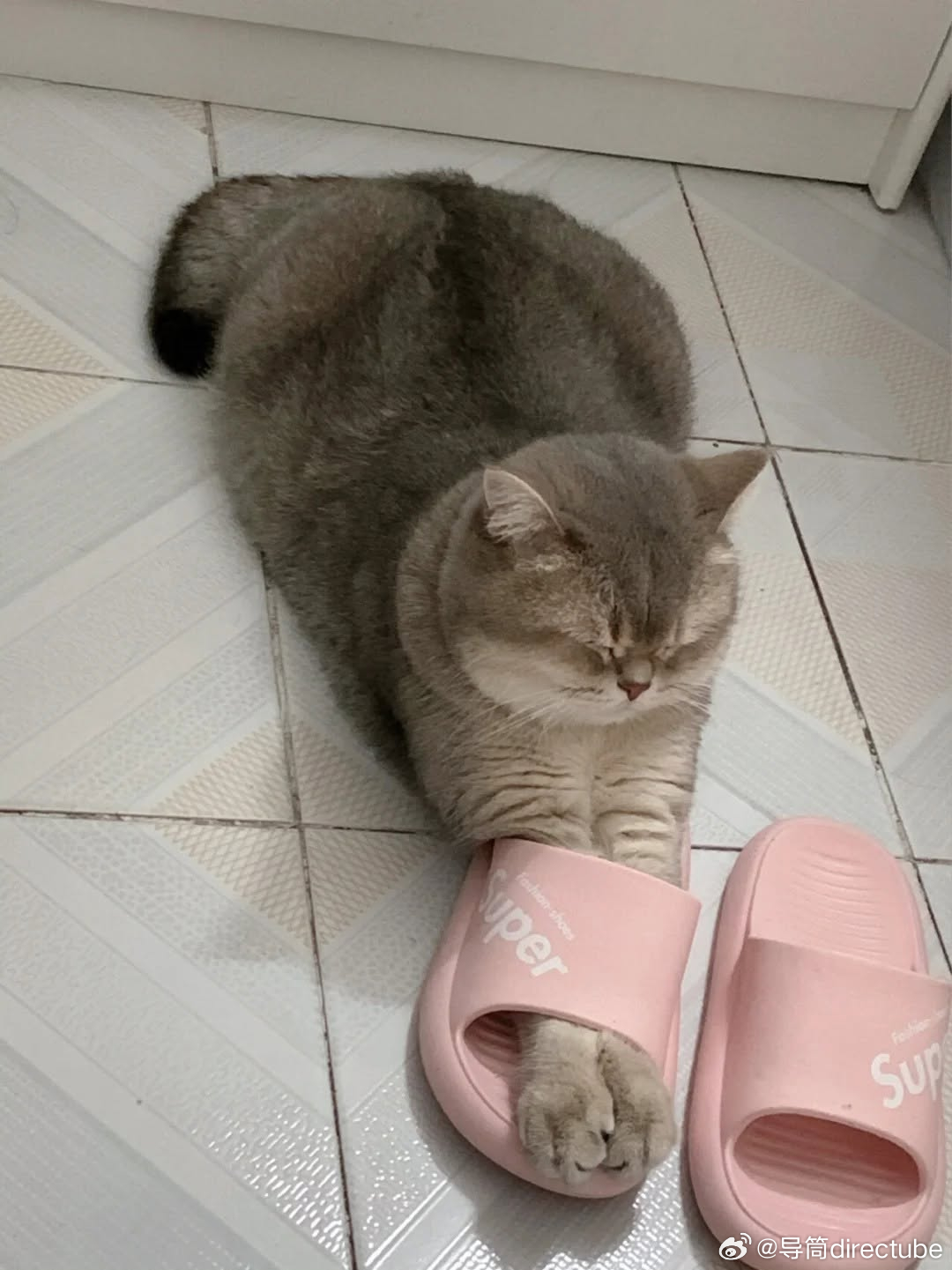 🩴🐱 