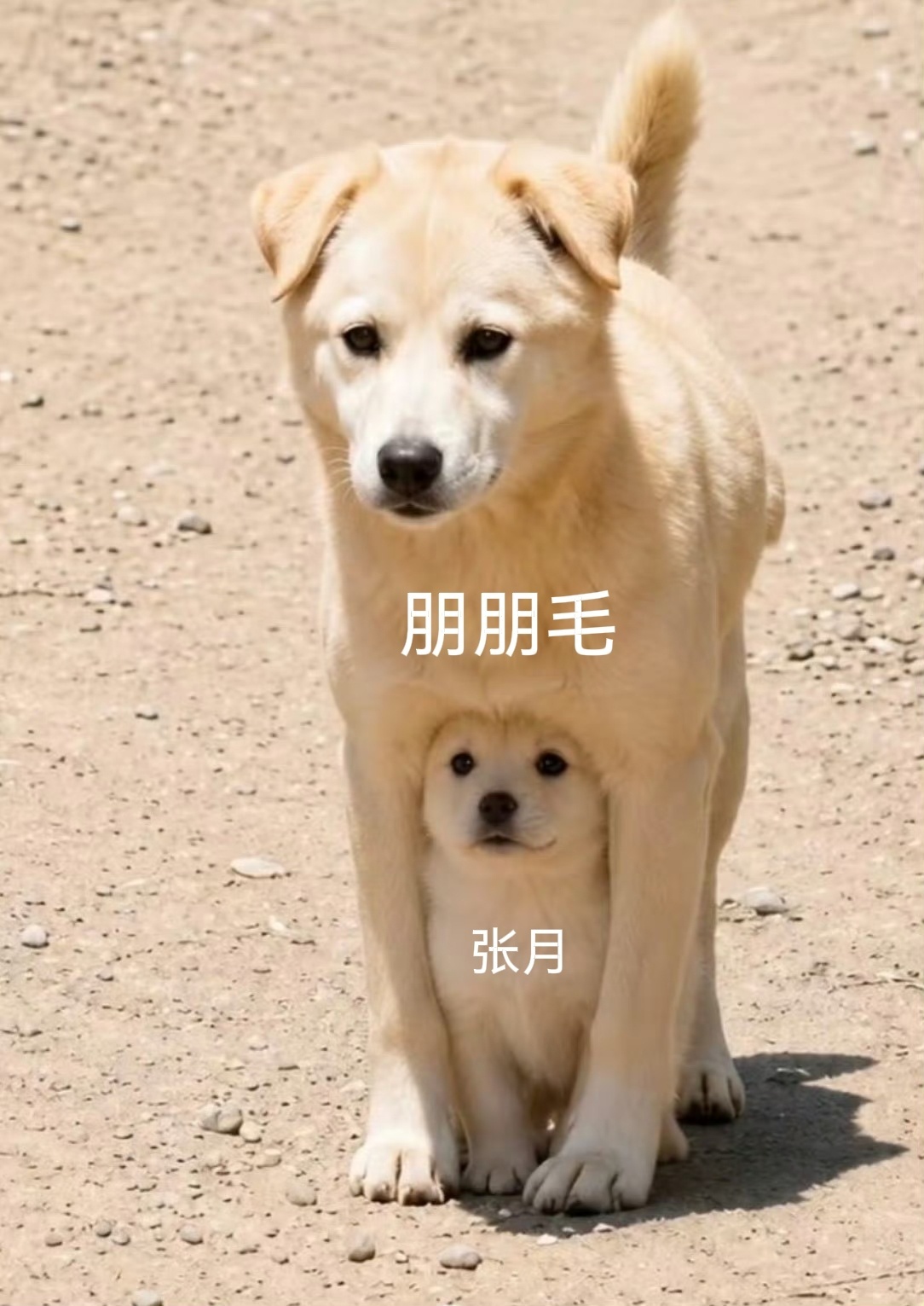 ppm们今天你抄莱克了嘛5100我们来了
