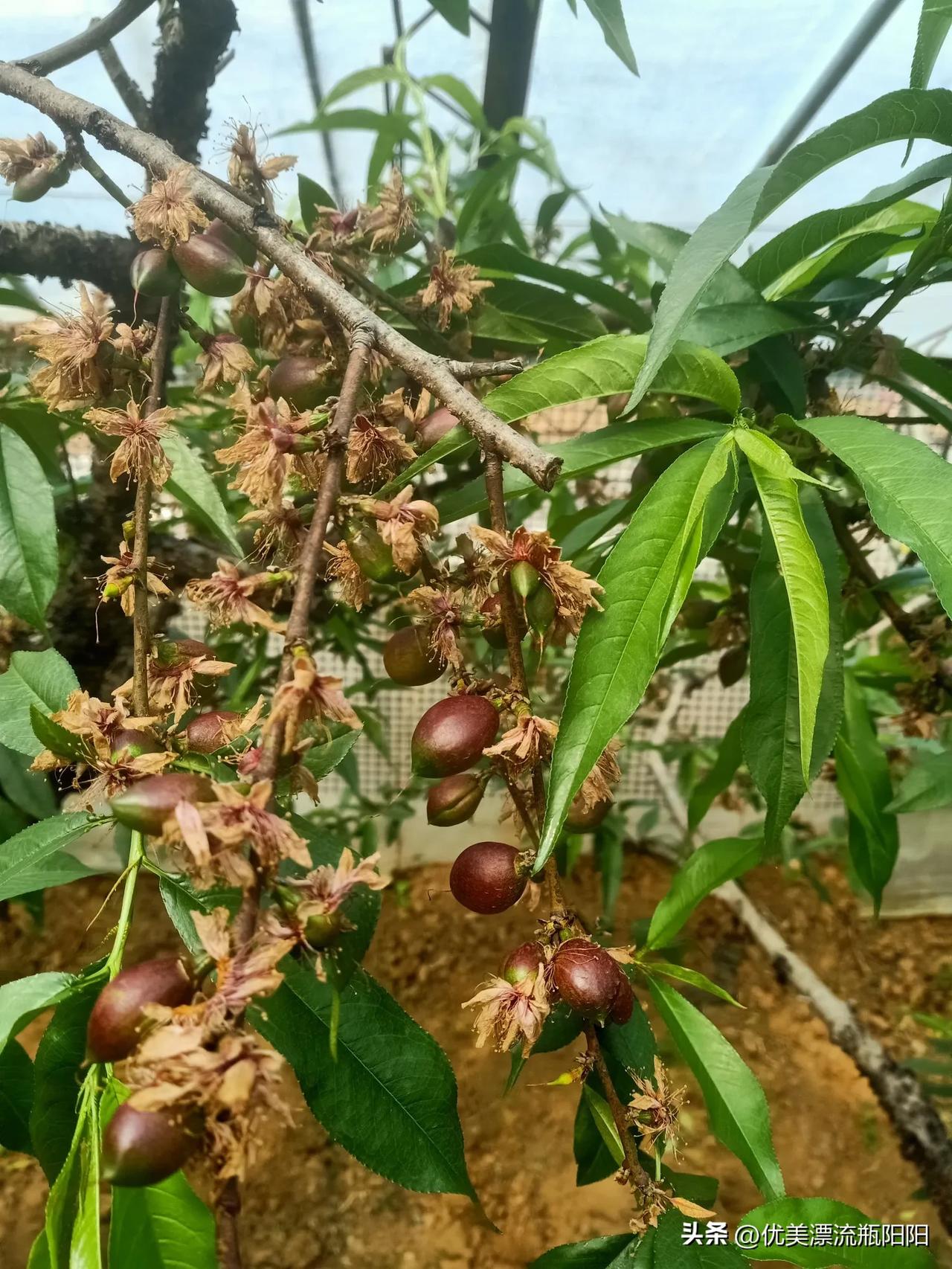 晒出你的本地生活今天继续在大棚里选果，热的直流汗，为了赶快疏完，也是拼了，连早饭