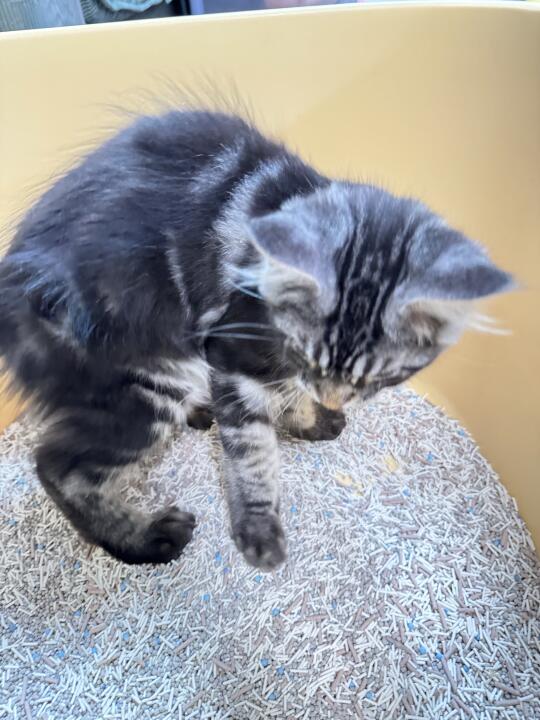 挖到宝了！猫耗子爱用！