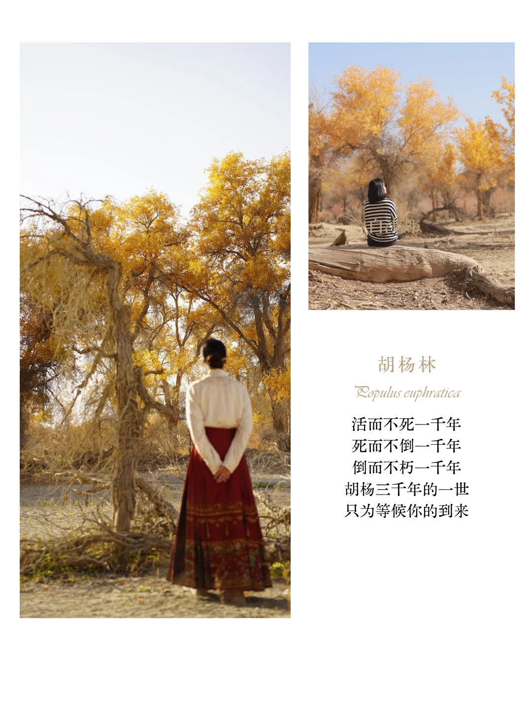 胡杨林赏秋8️⃣日🍁新疆一半的秋天都在南疆