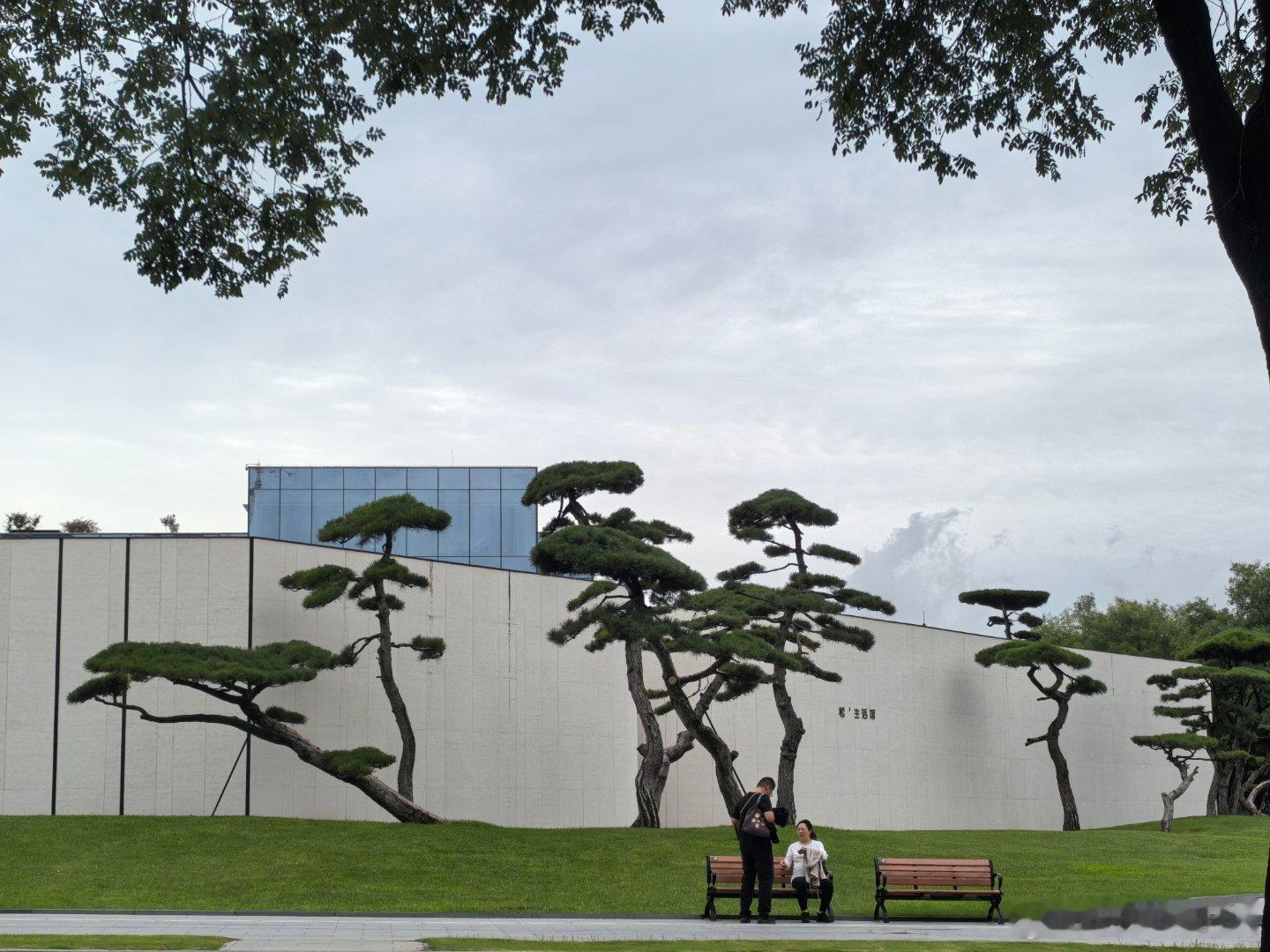 西安旧事 曲江这片造型松，是古城里一处雅致风景。素白墙面为纸，苍劲古松作墨，虬曲