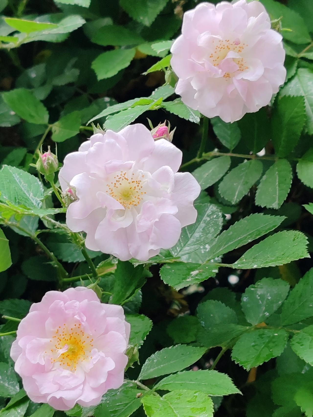 春日生活打卡季随手拍于小区内。