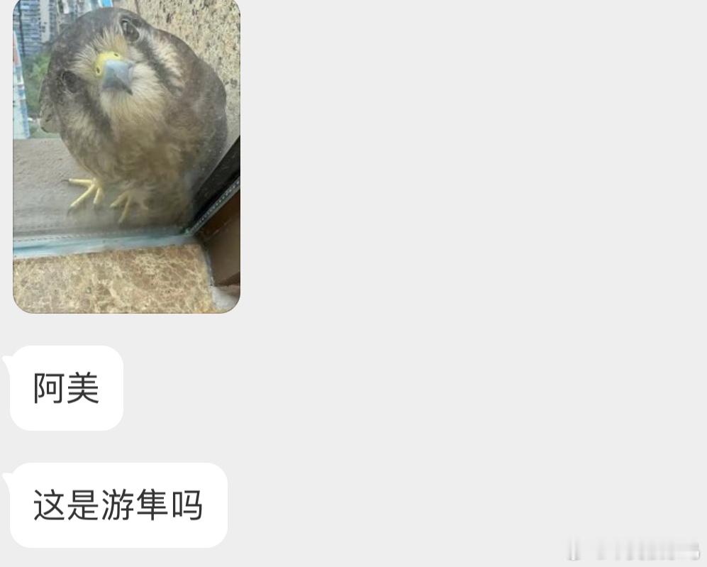 停落在窗外的红隼它对屋里的人很好奇哈哈 （歪头看 ​​​