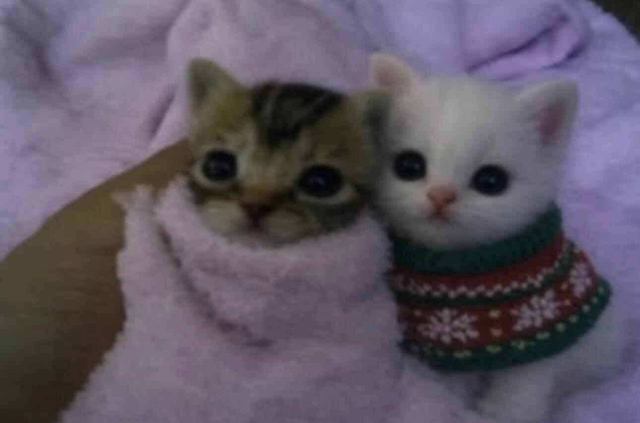 咪，你们是好朋友吗🐈 