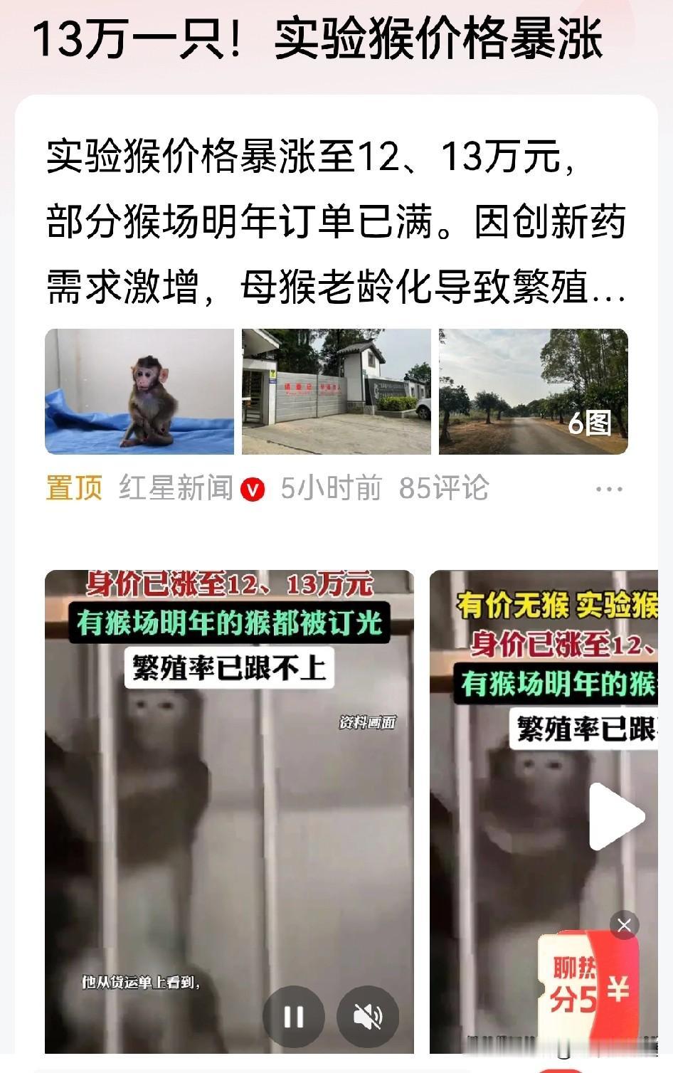 “大师兄”涨价了，不是一般涨是暴涨，13万一只了，供不应求了都。

实验猴得一生