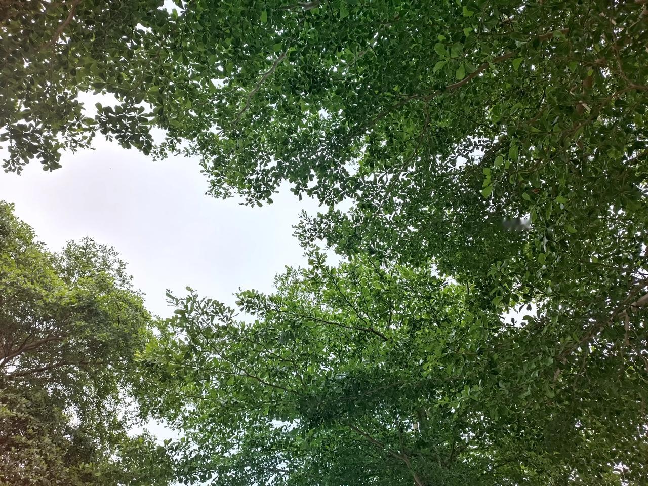 今天天气晴朗
微微夏风
气温十分舒适
哈哈
又差不多来煮饭了
[福][福][招财