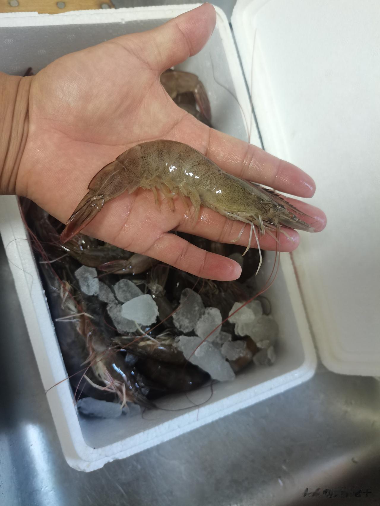 #秋日生活打卡季#青岛开海啦！每年禁海期一结束，嘴馋已久的青岛人就会开启海鲜大餐