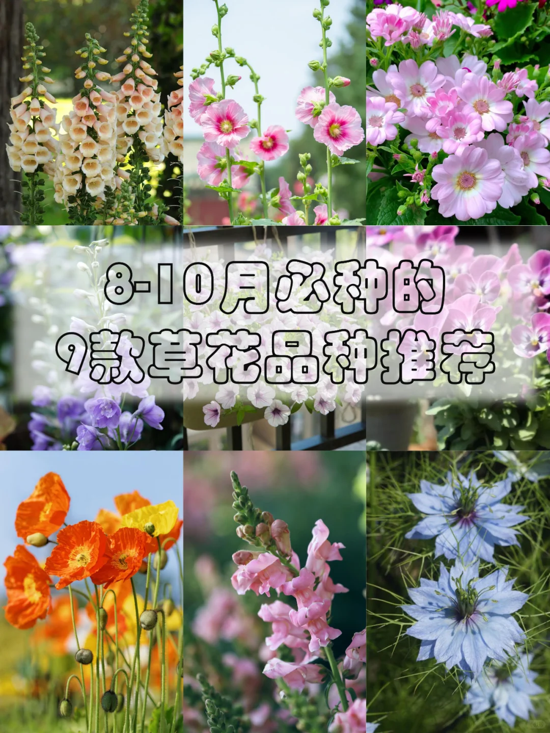 秋播啦！推荐几款8-10月必种的草花植物