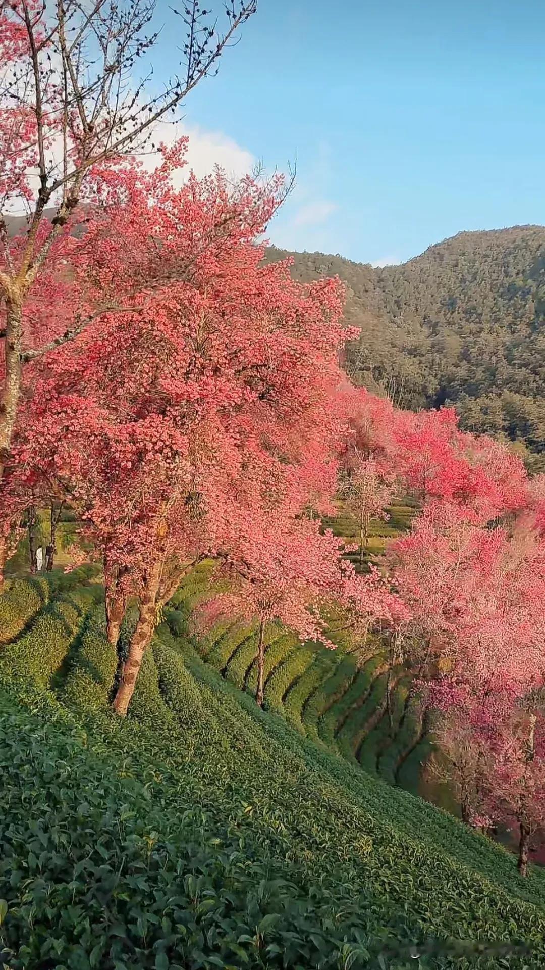 冬日茶园，樱花盛开，美不胜收！🌸🍵茶园风光！ 千亩樱花基地8 茶园景色新 一