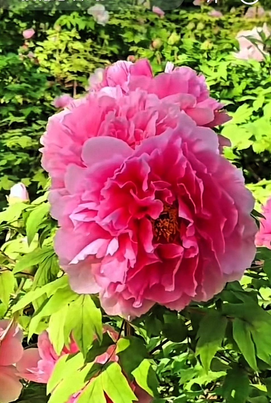 绝美花朵随手拍春日赏花：粉花映绿叶，春意满庭芳。晒图笔记大赛 春日赏花时刻