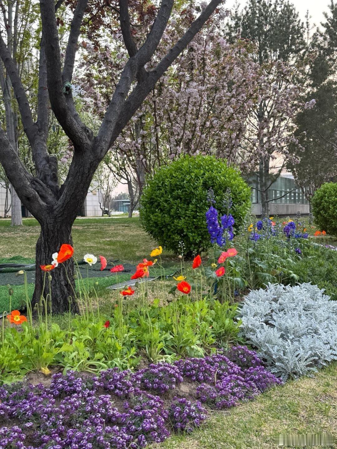 北京森林覆盖率76年增长近35倍北京仅40年逆袭成花园之都 76载深耕换35倍飞