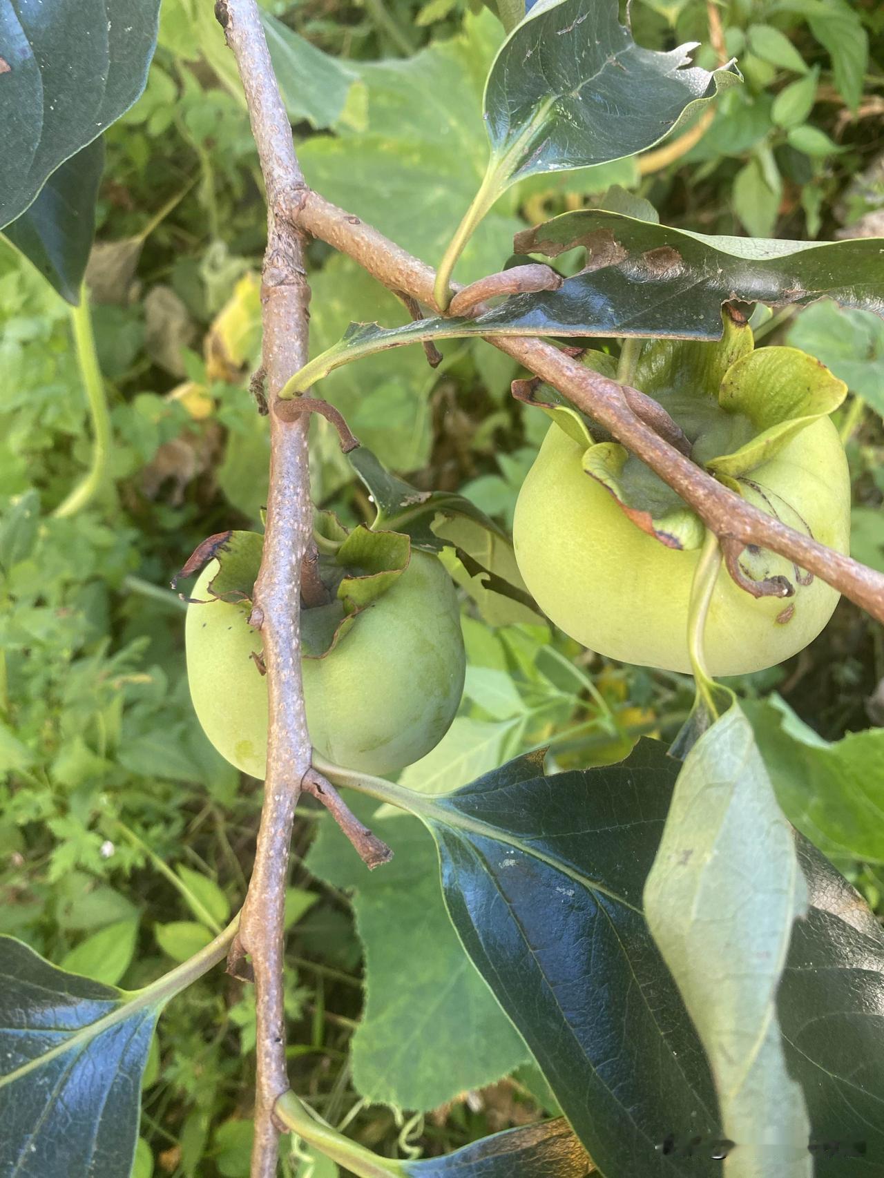 我在房前屋后种了两棵柿子树，已经有十七、八年的时间了，每年基本上没有什么收获。你