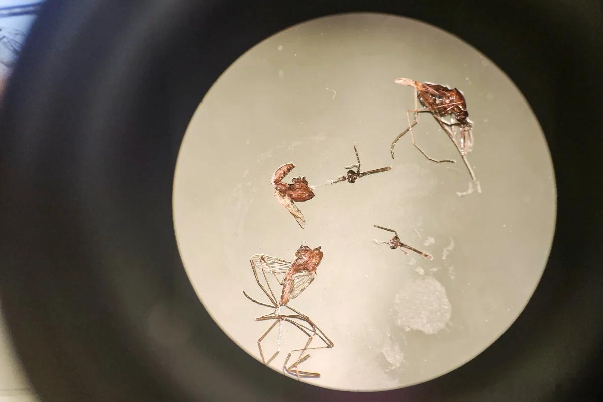 DARPA生物研究要上AI，1090万合同落地，三家公司投标只选一家2026年1