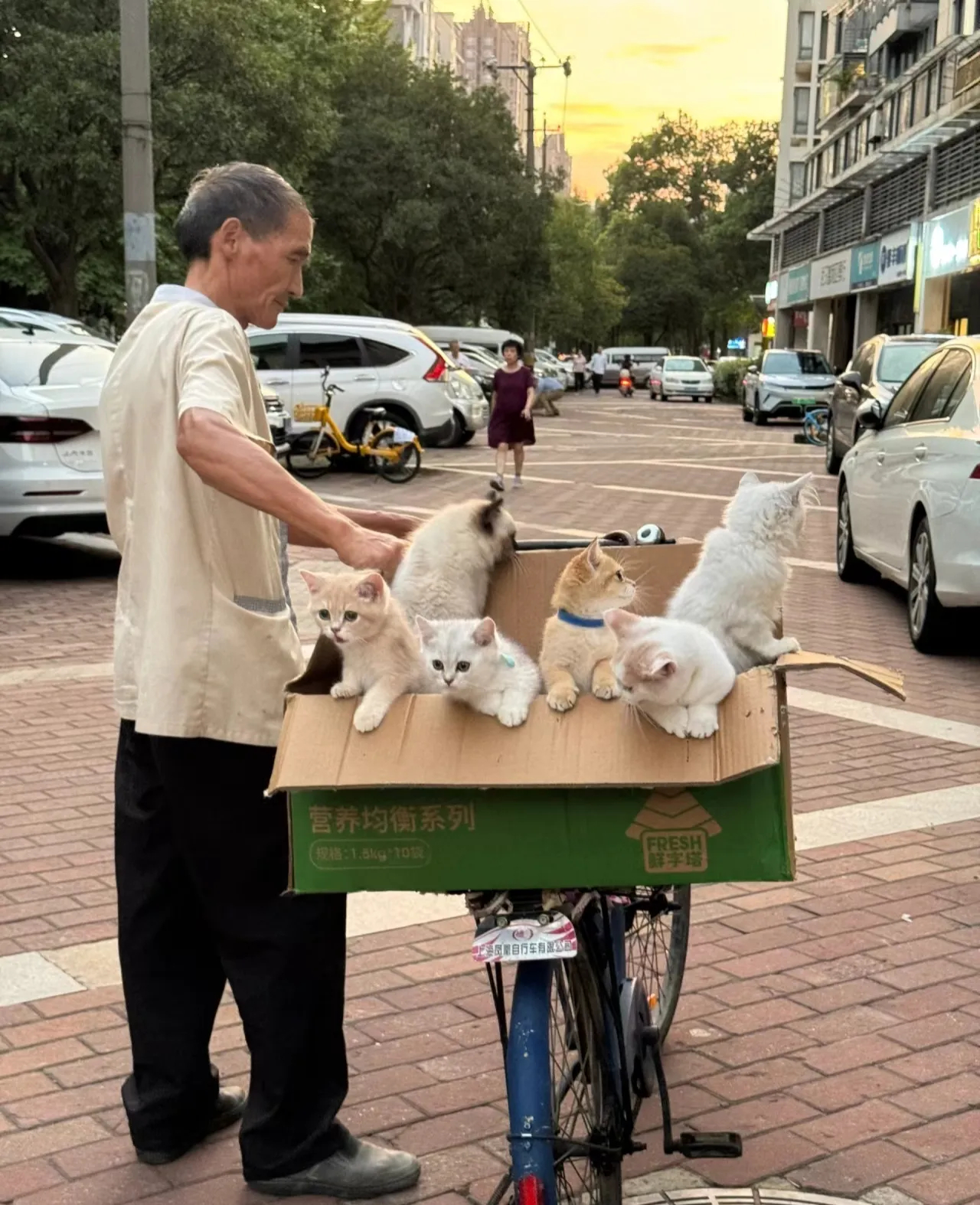 又遇到老爷爷他一个人照顾不了了性格都很好让摸让抱都是两三个月的也都很健康活泼爷爷