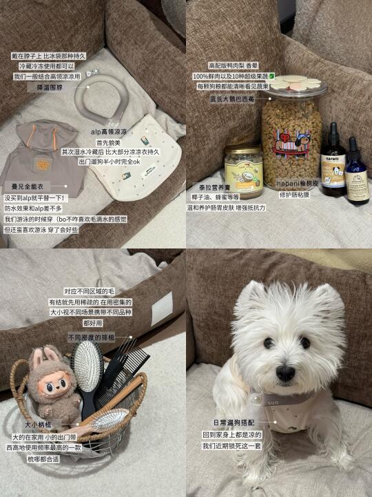 养狗5年｜一些使用频率超高的好物（1）